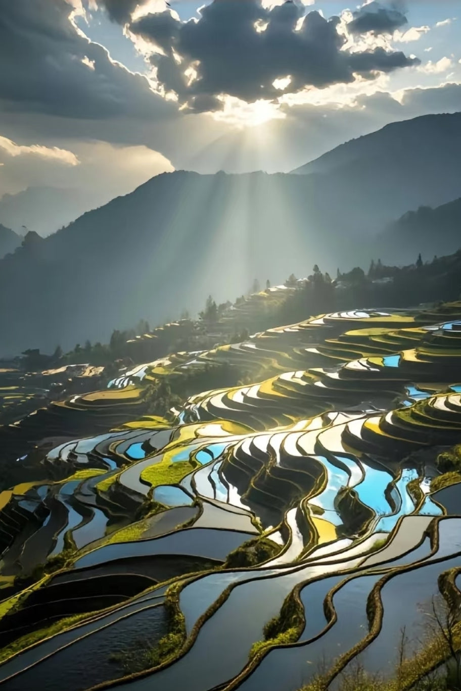 the Rice Terraces