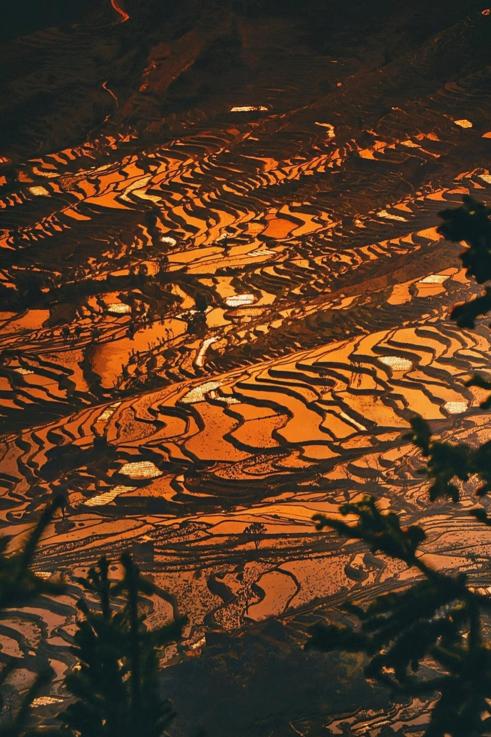 Ladder to the Moon: A Nine-Day Epic of Terraces and Ethnic Cultures