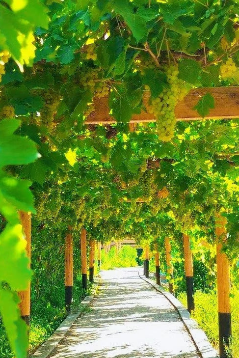 The Silk Road Epic: A 12-Day Journey Through Time from Xi'an to Kashgar