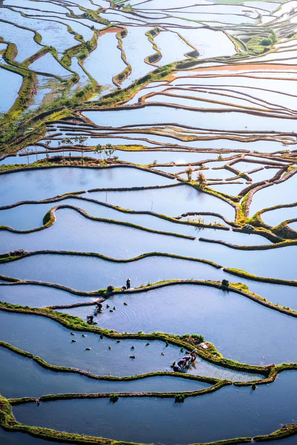 Ladder to the Moon: A Nine-Day Epic of Terraces and Ethnic Cultures